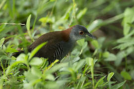 Grey-breasted Crake