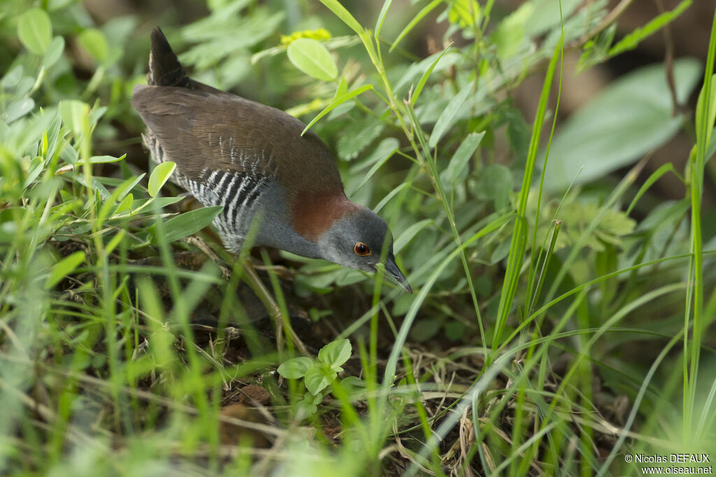 Grey-breasted Crake, walking, eats