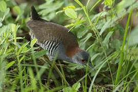 Grey-breasted Crake