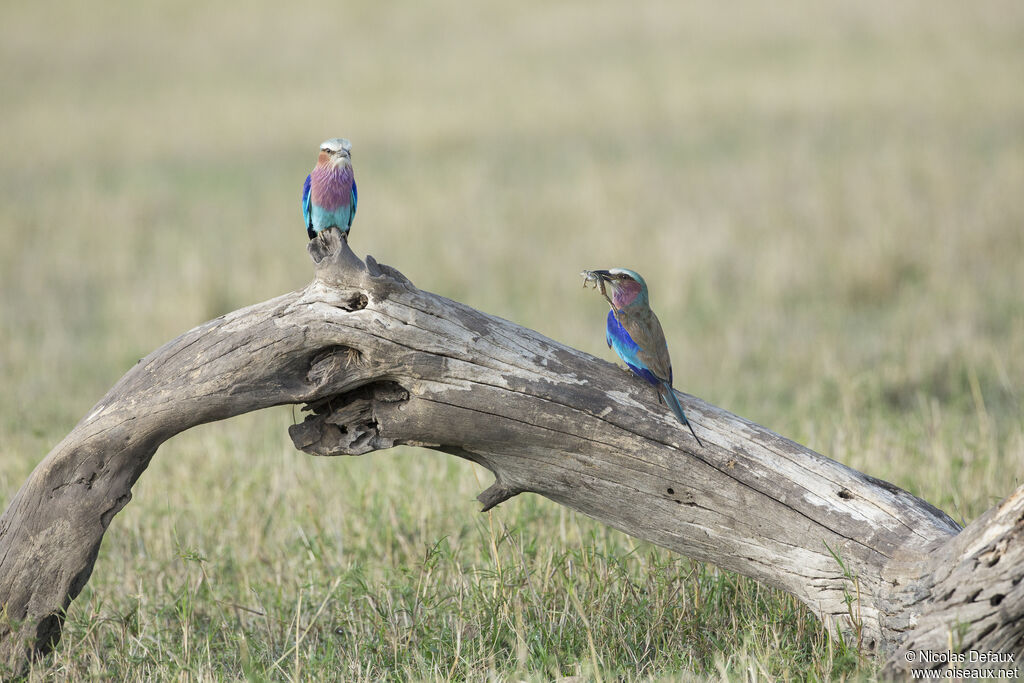 Lilac-breasted Roller