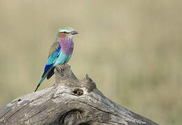 Lilac-breasted Roller