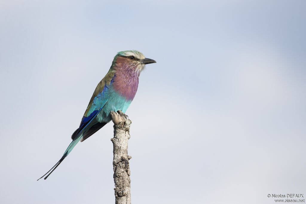 Lilac-breasted Rolleradult, close-up portrait