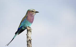 Lilac-breasted Roller