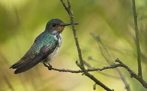 Rufous-throated Sapphire