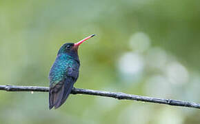 Rufous-throated Sapphire