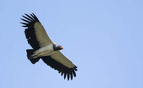 King Vulture