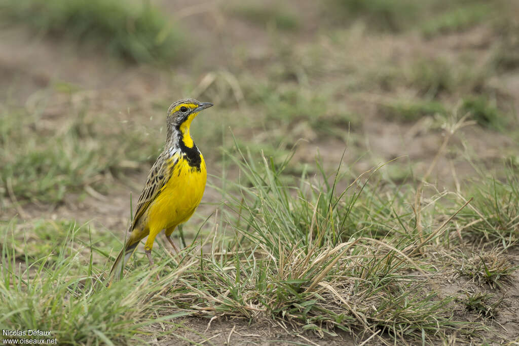 Yellow-throated Longclaw, close-up portrait