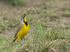 Yellow-throated Longclaw