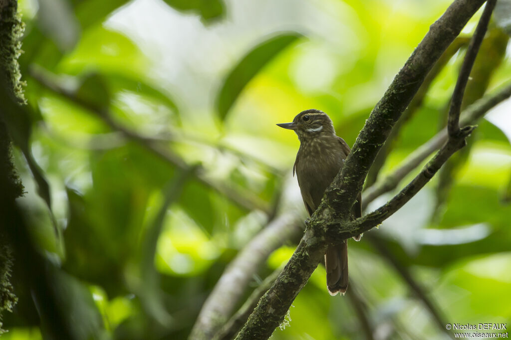 Amazonian Plain Xenops
