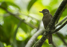 Amazonian Plain Xenops