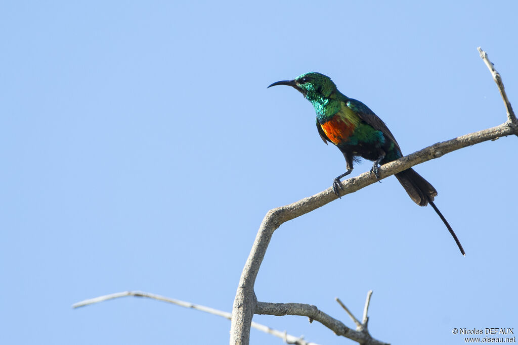 Beautiful Sunbird, close-up portrait