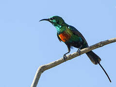 Beautiful Sunbird