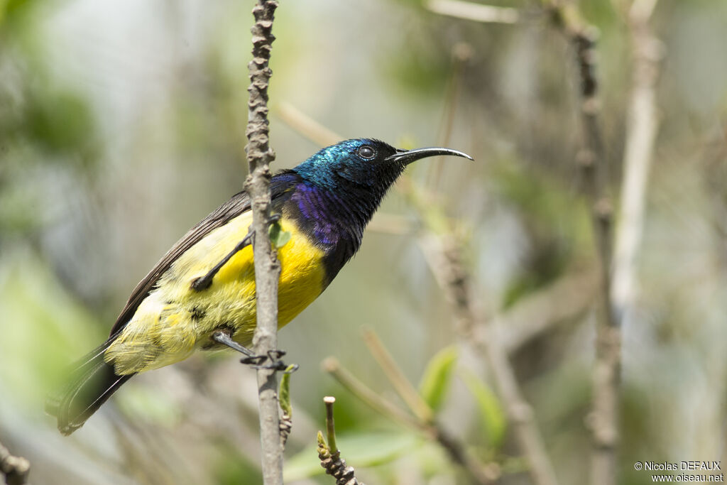 Variable Sunbirdadult, close-up portrait