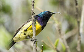 Variable Sunbird