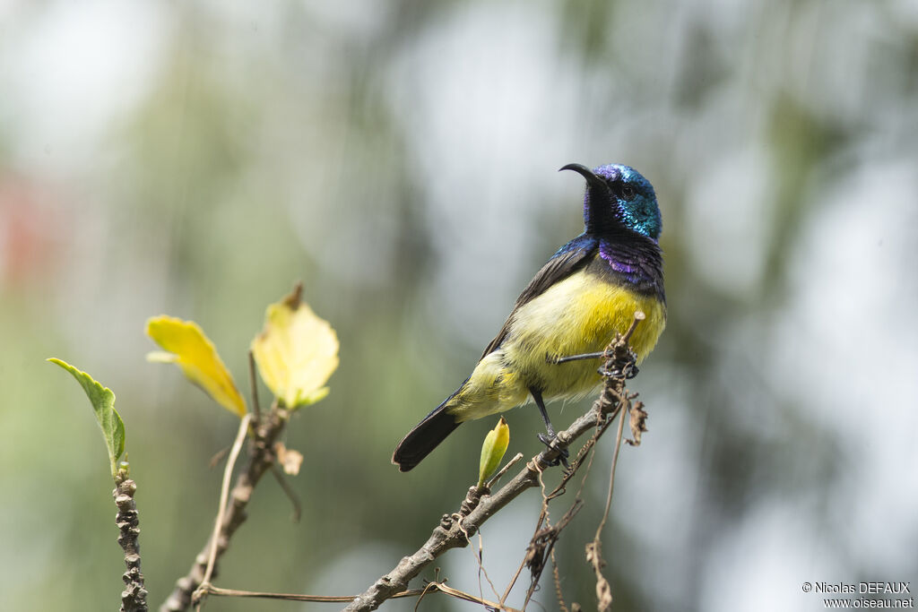 Variable Sunbirdadult, close-up portrait