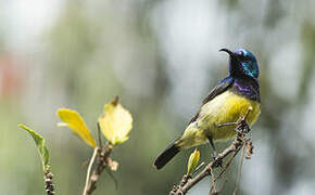 Variable Sunbird