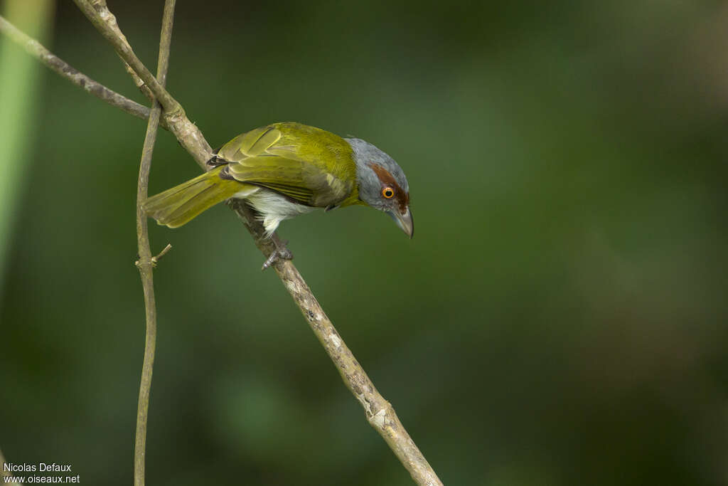 Rufous-browed Peppershrike male adult, pigmentation, Behaviour