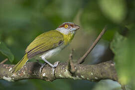 Rufous-browed Peppershrike