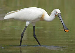 Eurasian Spoonbill