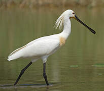 Eurasian Spoonbill