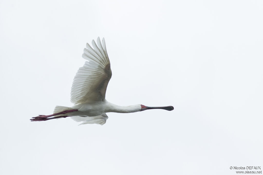 African Spoonbilladult, Flight