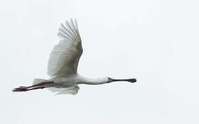 African Spoonbill