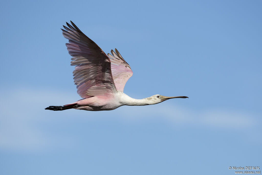 Roseate Spoonbill, Flight