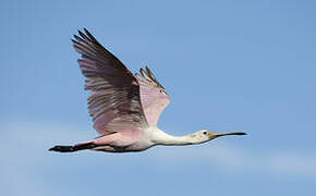 Roseate Spoonbill