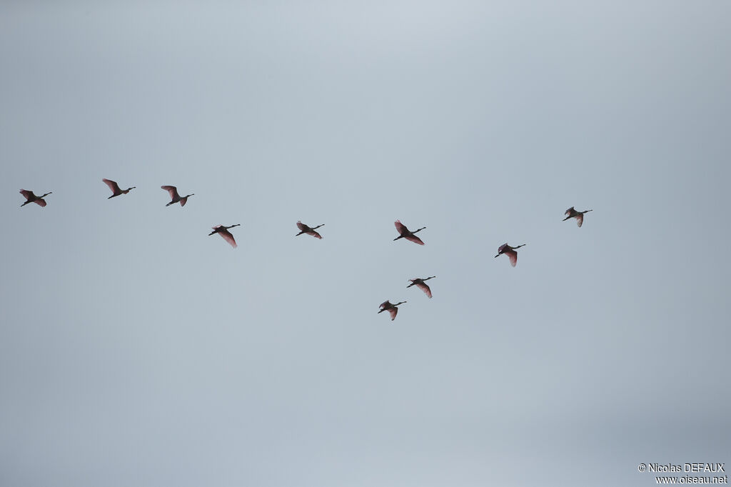 Roseate Spoonbill, Flight