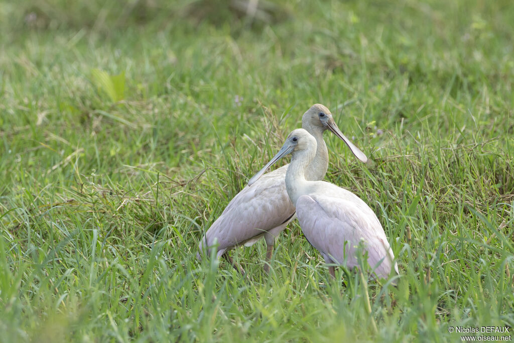 Roseate Spoonbill, close-up portrait