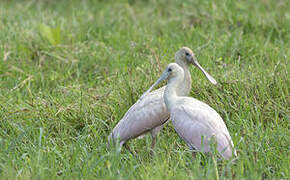 Roseate Spoonbill