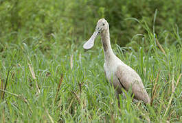 Roseate Spoonbill