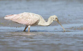 Roseate Spoonbill