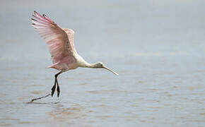 Roseate Spoonbill