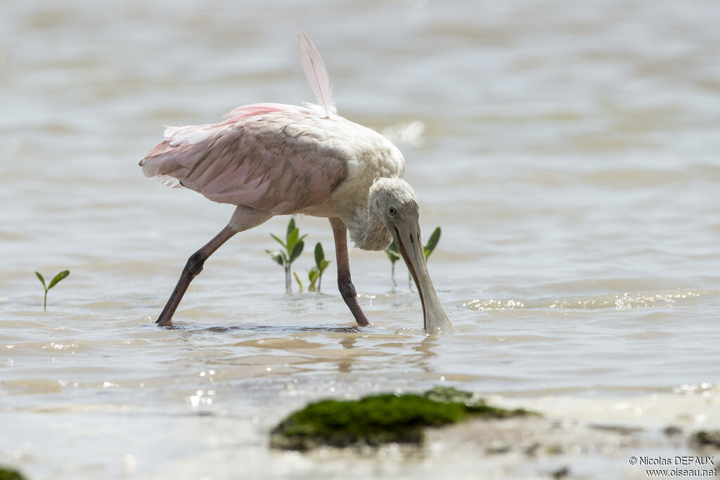 Roseate Spoonbill, close-up portrait, walking, eats