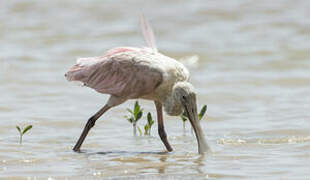 Roseate Spoonbill