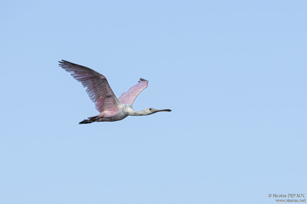 Roseate Spoonbill, Flight