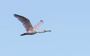 Roseate Spoonbill