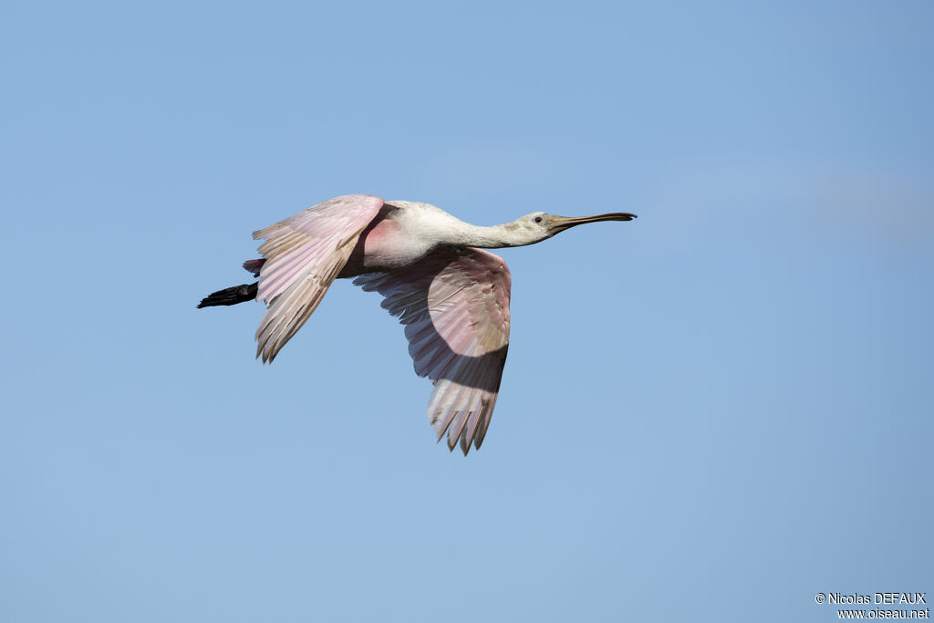 Roseate Spoonbill, Flight