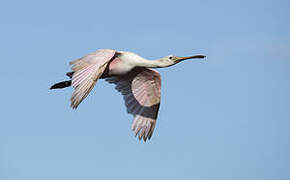 Roseate Spoonbill