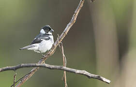 Wing-barred Seedeater