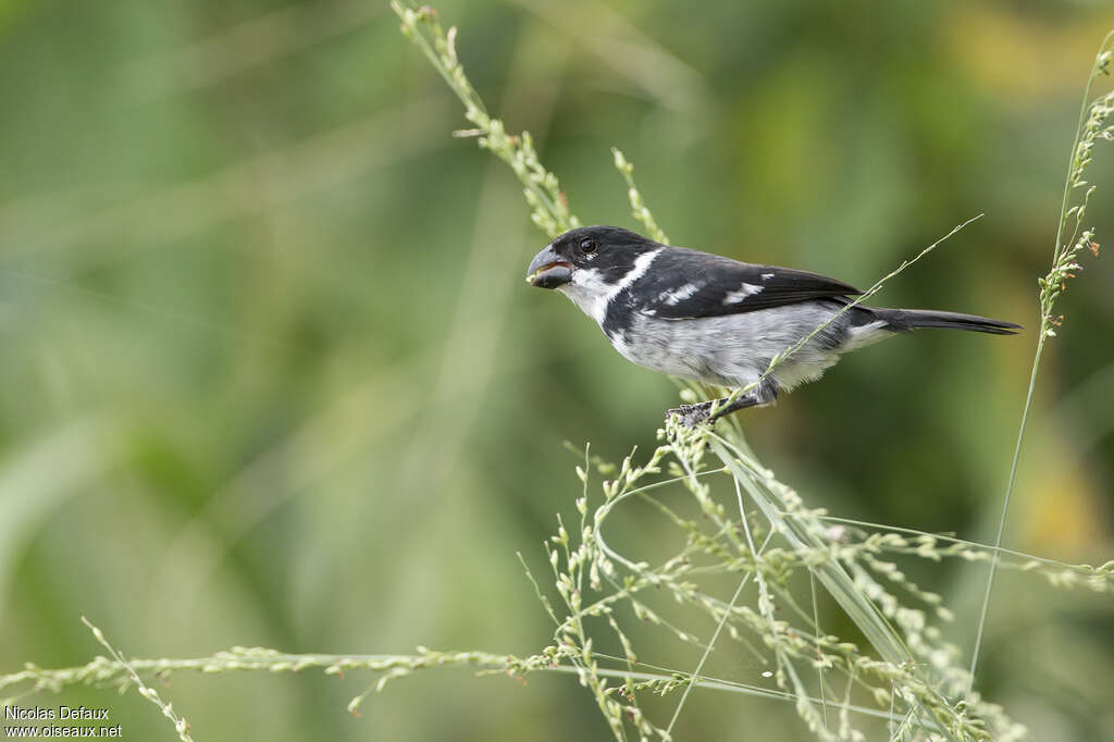 Wing-barred Seedeater male adult, feeding habits, eats