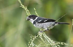 Wing-barred Seedeater