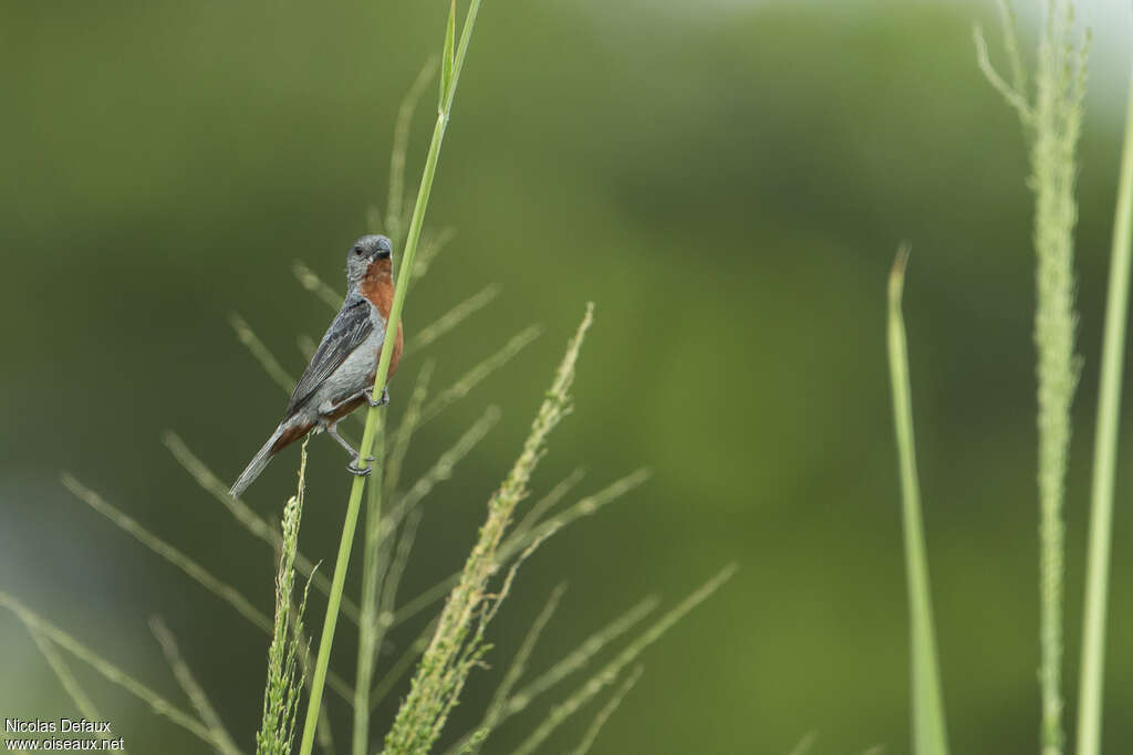 Sporophile à ventre châtain mâle adulte, habitat, pigmentation