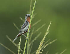 Chestnut-bellied Seedeater