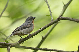 Chestnut-bellied Seedeater