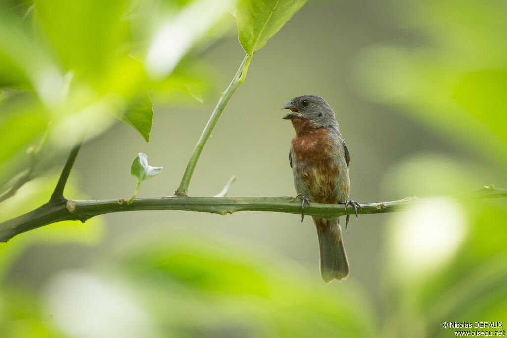 Chestnut-bellied Seedeater male, close-up portrait