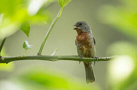 Chestnut-bellied Seedeater