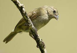 Black-faced Grassquit