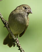 Black-faced Grassquit